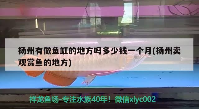 扬州有做鱼缸的地方吗多少钱一个月(扬州卖观赏鱼的地方) 虎鱼鱼苗