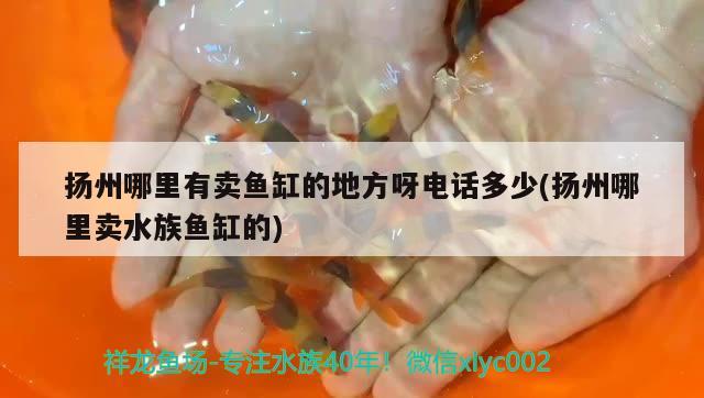 扬州哪里有卖鱼缸的地方呀电话多少(扬州哪里卖水族鱼缸的) 元宝凤凰鱼