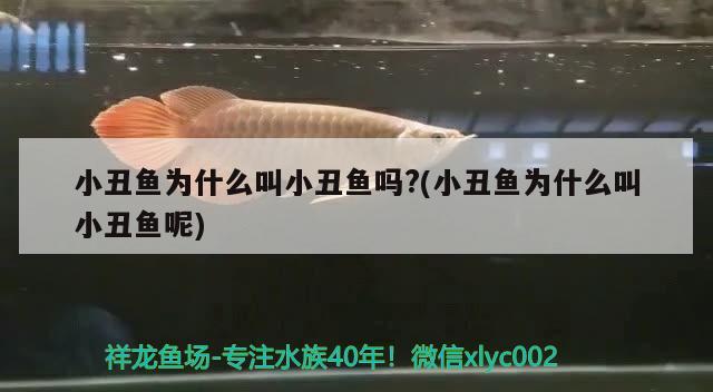 小丑鱼为什么叫小丑鱼吗?(小丑鱼为什么叫小丑鱼呢) 海水鱼