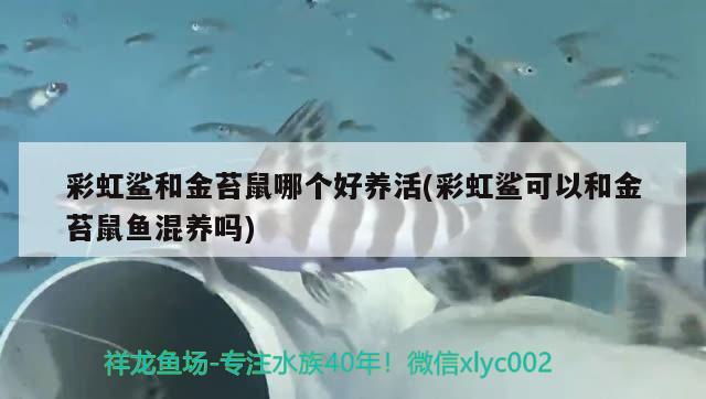 彩虹鲨和金苔鼠哪个好养活(彩虹鲨可以和金苔鼠鱼混养吗) 观赏鱼