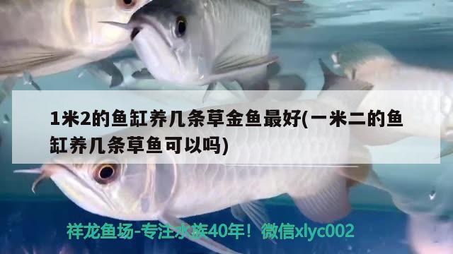 1米2的鱼缸养几条草金鱼最好(一米二的鱼缸养几条草鱼可以吗) 森森鱼缸