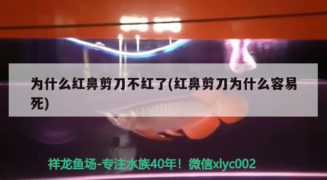 为什么红鼻剪刀不红了(红鼻剪刀为什么容易死)