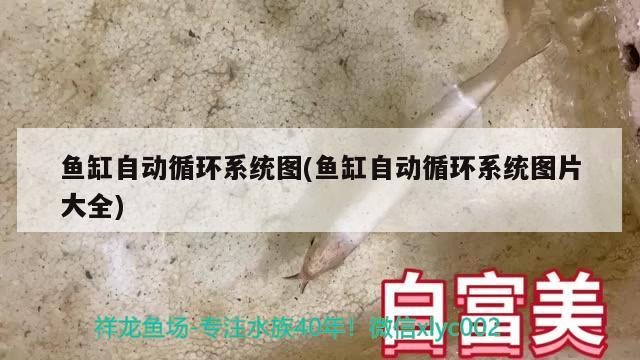 鱼缸自动循环系统图(鱼缸自动循环系统图片大全)