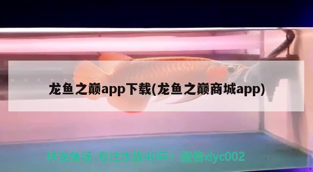 龙鱼之巅app下载(龙鱼之巅商城app) 观赏鱼