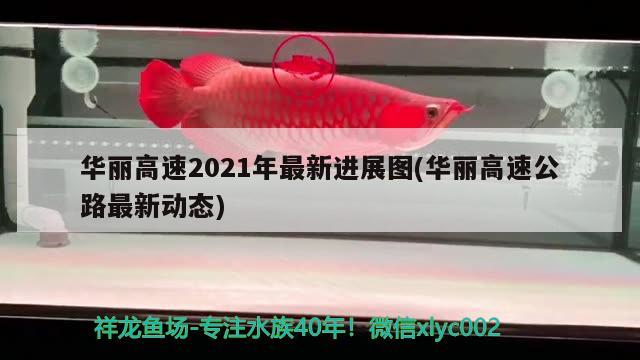 华丽高速2021年最新进展图(华丽高速公路最新动态) 观赏鱼