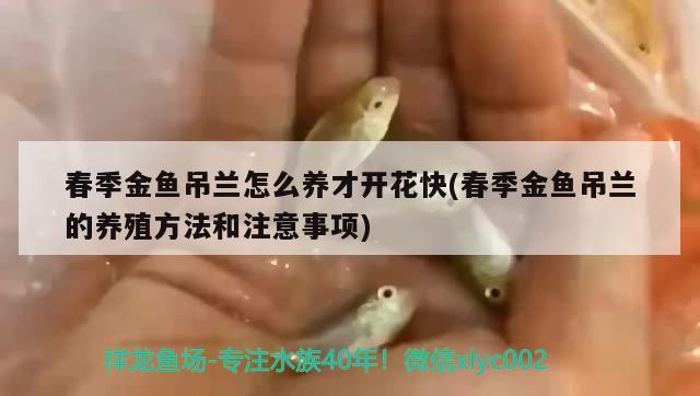 春季金鱼吊兰怎么养才开花快(春季金鱼吊兰的养殖方法和注意事项)