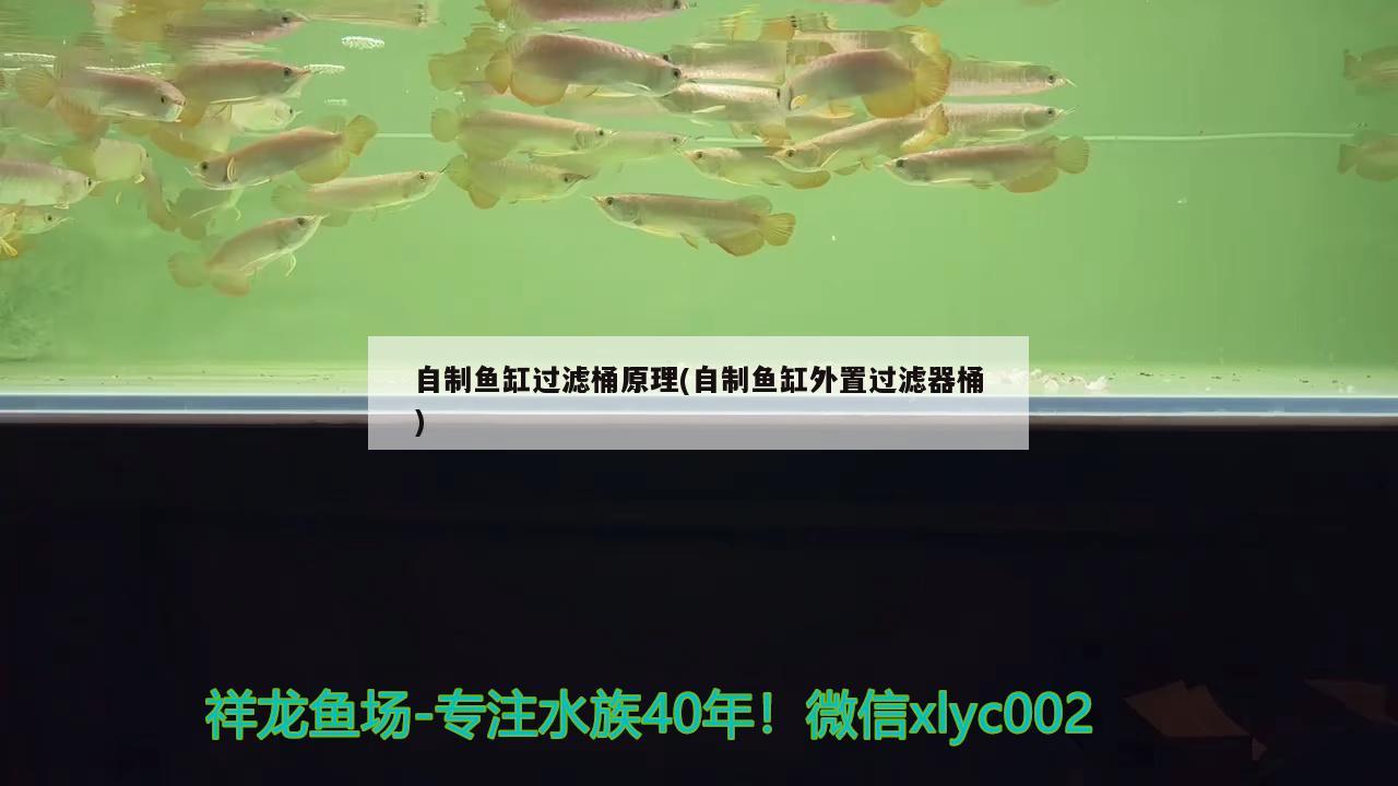 自制鱼缸过滤桶原理(自制鱼缸外置过滤器桶)