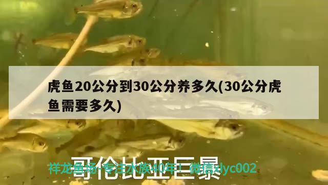 虎鱼20公分到30公分养多久(30公分虎鱼需要多久) 虎鱼