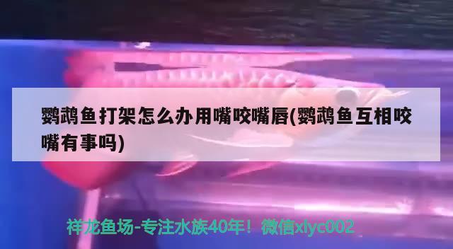 鹦鹉鱼打架怎么办用嘴咬嘴唇(鹦鹉鱼互相咬嘴有事吗)