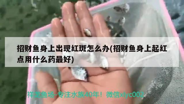 招财鱼身上出现红斑怎么办(招财鱼身上起红点用什么药最好) 观赏鱼