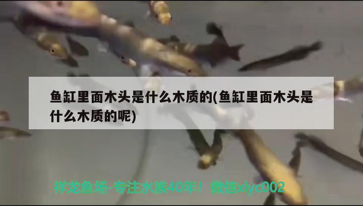 鱼缸里面木头是什么木质的(鱼缸里面木头是什么木质的呢)