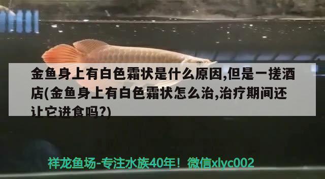 金鱼身上有白色霜状是什么原因,但是一搓酒店(金鱼身上有白色霜状怎么治,治疗期间还让它进食吗?)