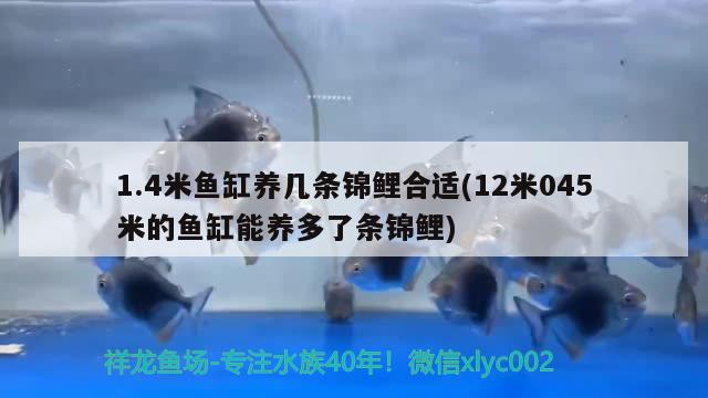 1.4米鱼缸养几条锦鲤合适(12米045米的鱼缸能养多了条锦鲤) 祥龙水族医院