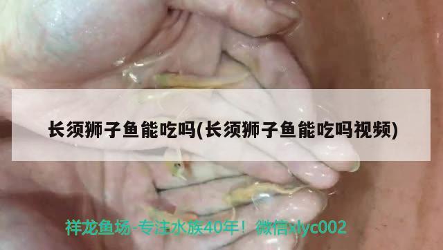 长须狮子鱼能吃吗(长须狮子鱼能吃吗视频) 观赏鱼