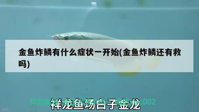 金鱼炸鳞有什么症状一开始(金鱼炸鳞还有救吗)