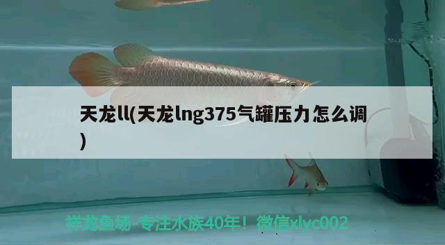 天龙ll(天龙lng375气罐压力怎么调) 观赏鱼