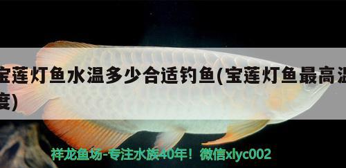 宝莲灯鱼水温多少合适钓鱼(宝莲灯鱼最高温度)