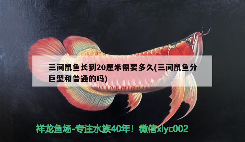 三间鼠鱼长到20厘米需要多久(三间鼠鱼分巨型和普通的吗) 三间鼠鱼