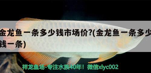 金龙鱼一条多少钱市场价?(金龙鱼一条多少钱一条)