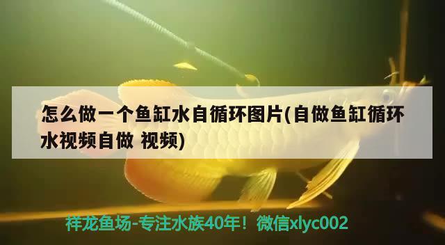 怎么做一个鱼缸水自循环图片(自做鱼缸循环水视频自做视频) 黑影道人鱼