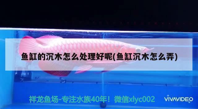 鱼缸的沉木怎么处理好呢(鱼缸沉木怎么弄) 祥龙水族医院