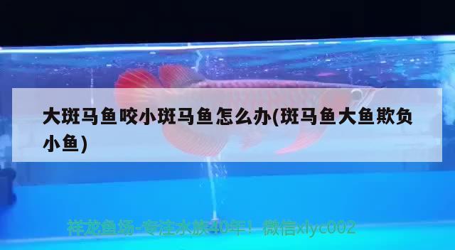 大斑马鱼咬小斑马鱼怎么办(斑马鱼大鱼欺负小鱼) 观赏鱼 第2张