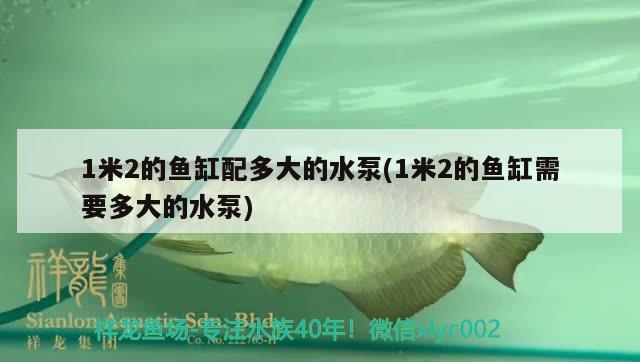 1米2的鱼缸配多大的水泵(1米2的鱼缸需要多大的水泵) 海象鱼