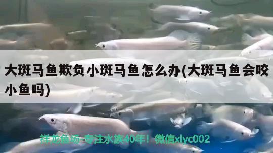 大斑马鱼欺负小斑马鱼怎么办(大斑马鱼会咬小鱼吗) 观赏鱼