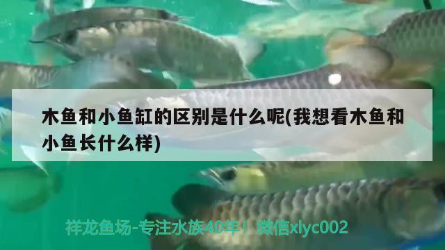 木鱼和小鱼缸的区别是什么呢(我想看木鱼和小鱼长什么样)