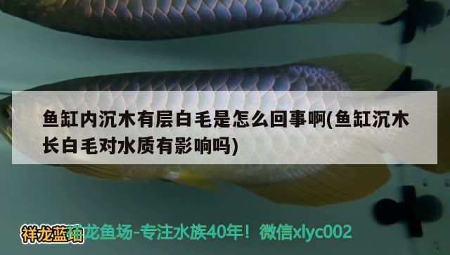 鱼缸内沉木有层白毛是怎么回事啊(鱼缸沉木长白毛对水质有影响吗)