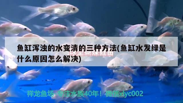 鱼缸浑浊的水变清的三种方法(鱼缸水发绿是什么原因怎么解决)