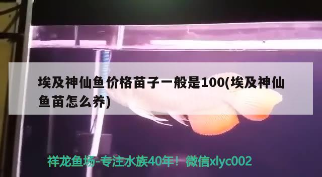 埃及神仙鱼价格苗子一般是100(埃及神仙鱼苗怎么养)