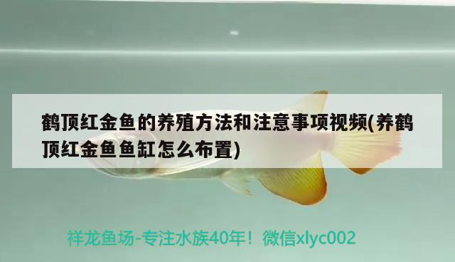 鹤顶红金鱼的养殖方法和注意事项视频(养鹤顶红金鱼鱼缸怎么布置) 观赏鱼 第2张