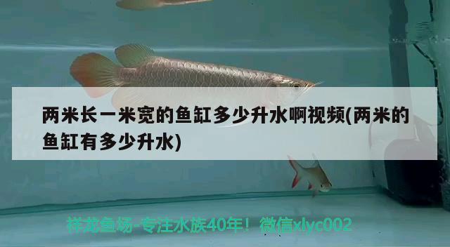 两米长一米宽的鱼缸多少升水啊视频(两米的鱼缸有多少升水) 黄金达摩鱼