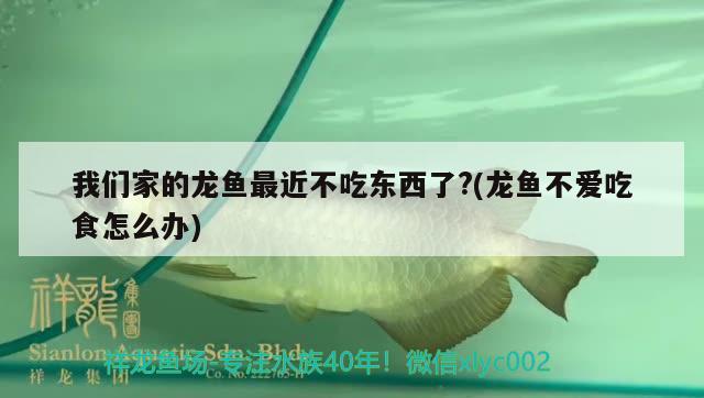 我们家的龙鱼最近不吃东西了?(龙鱼不爱吃食怎么办)