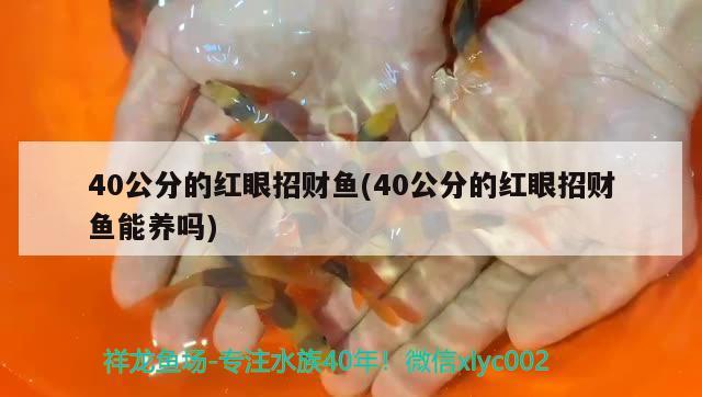 40公分的红眼招财鱼(40公分的红眼招财鱼能养吗)