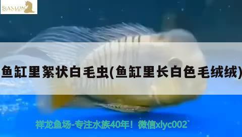 鱼缸里絮状白毛虫(鱼缸里长白色毛绒绒) 白子黑帝王魟鱼