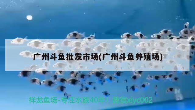 广州斗鱼批发市场(广州斗鱼养殖场) 广州水族批发市场