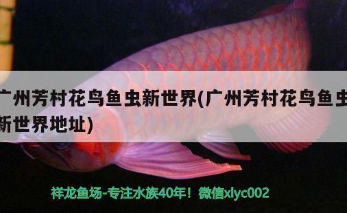 广州芳村花鸟鱼虫新世界(广州芳村花鸟鱼虫新世界地址) 广州水族批发市场