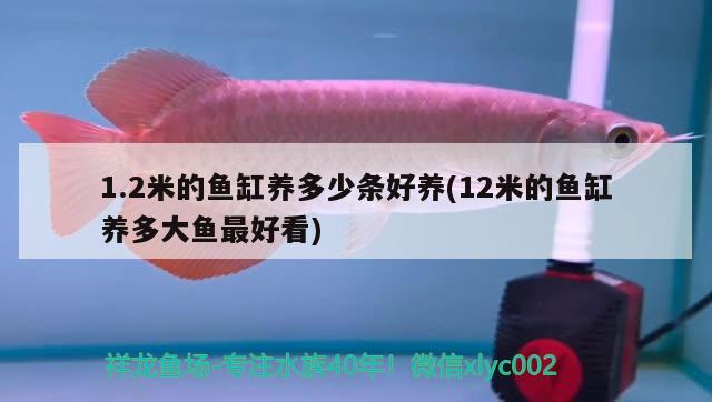 1.2米的鱼缸养多少条好养(12米的鱼缸养多大鱼最好看) 银龙鱼