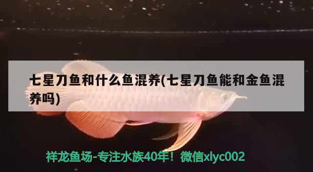 七星刀鱼和什么鱼混养(七星刀鱼能和金鱼混养吗)