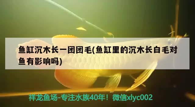 鱼缸沉木长一团团毛(鱼缸里的沉木长白毛对鱼有影响吗) 水族灯（鱼缸灯）