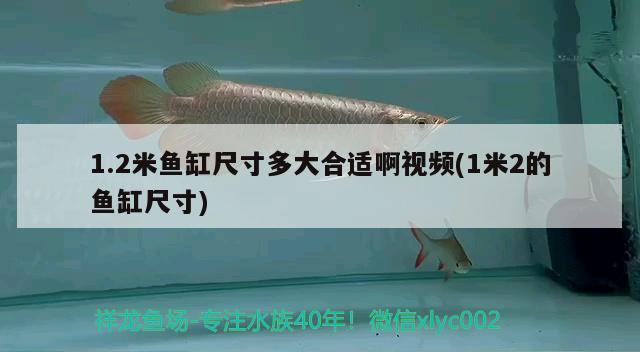 1.2米鱼缸尺寸多大合适啊视频(1米2的鱼缸尺寸)