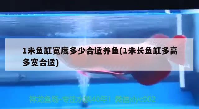 1米鱼缸宽度多少合适养鱼(1米长鱼缸多高多宽合适) 一眉道人鱼苗