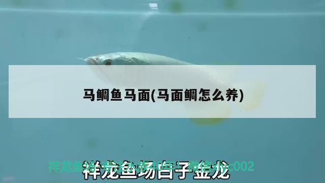 马鲷鱼马面(马面鲷怎么养) 观赏鱼 第1张