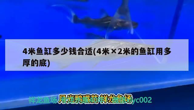 4米鱼缸多少钱合适(4米×2米的鱼缸用多厚的底) 奈及利亚红圆点狗头