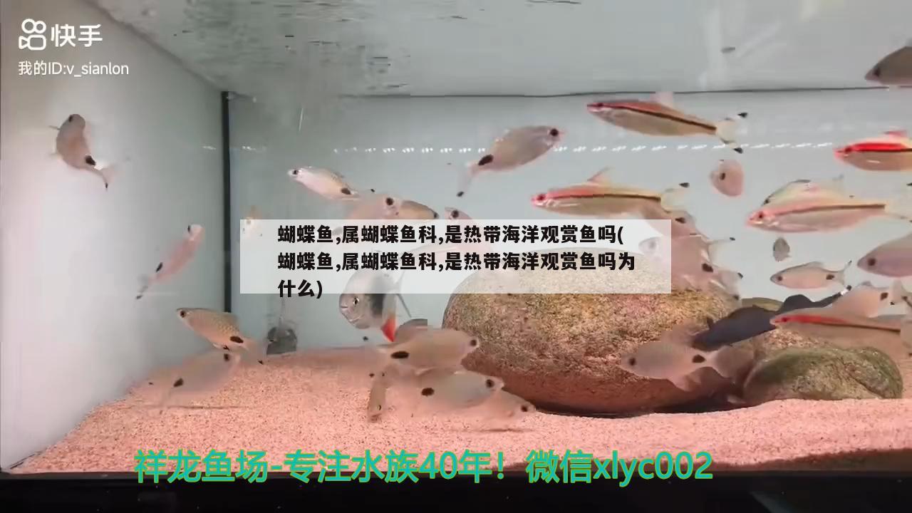 蝴蝶鱼,属蝴蝶鱼科,是热带海洋观赏鱼吗(蝴蝶鱼,属蝴蝶鱼科,是热带海洋观赏鱼吗为什么)