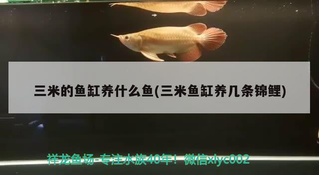 三米的鱼缸养什么鱼(三米鱼缸养几条锦鲤)