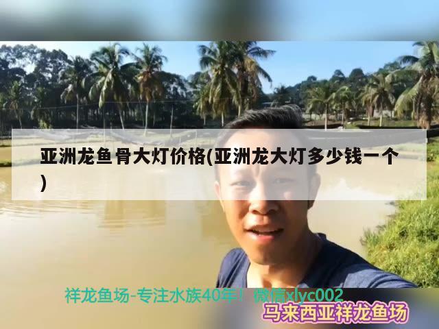 亚洲龙鱼骨大灯价格(亚洲龙大灯多少钱一个) 观赏鱼