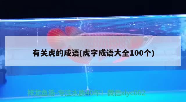 有关虎的成语(虎字成语大全100个) 观赏鱼